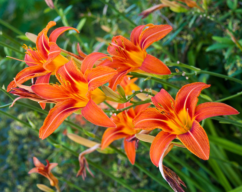 orange Daylily