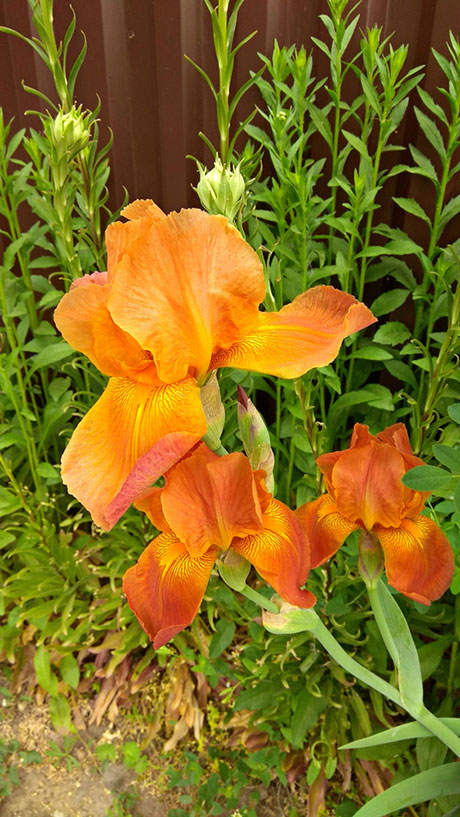 orange Iris