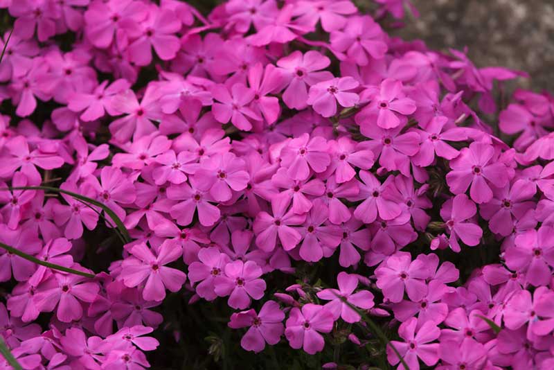 Phlox