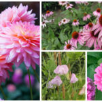 pink flowering annuals