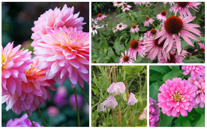 pink flowering annuals