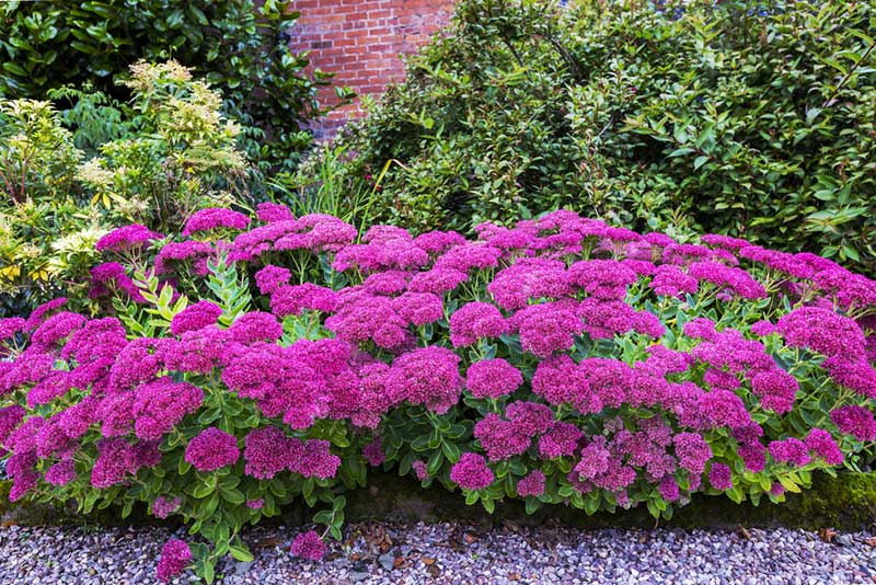 purple sedum