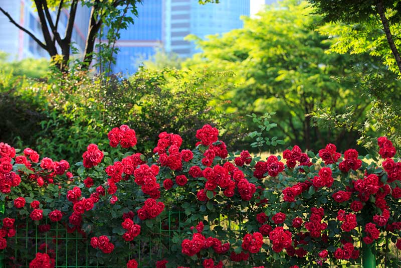 red rose bush