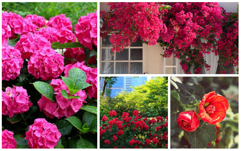 Arizona Red Flowering Shrubs : Bushes With Red Orange And Yellow