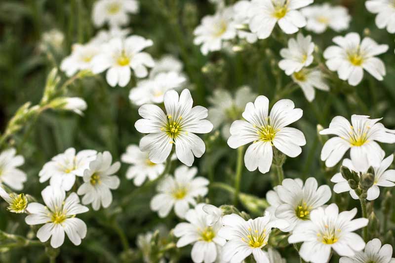 snow-in summer plant