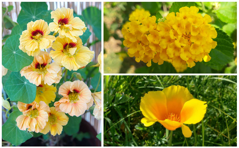 yellow annuals