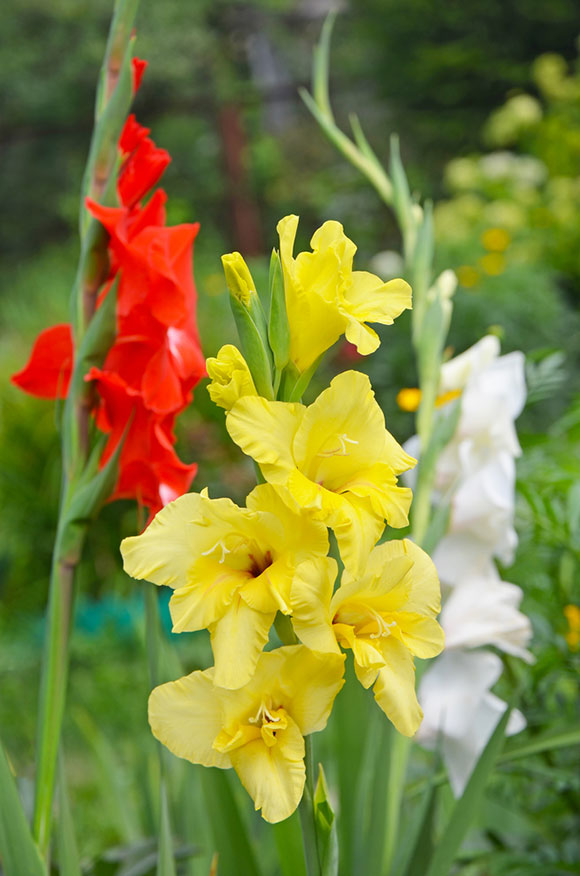 yellowstone gladiolus