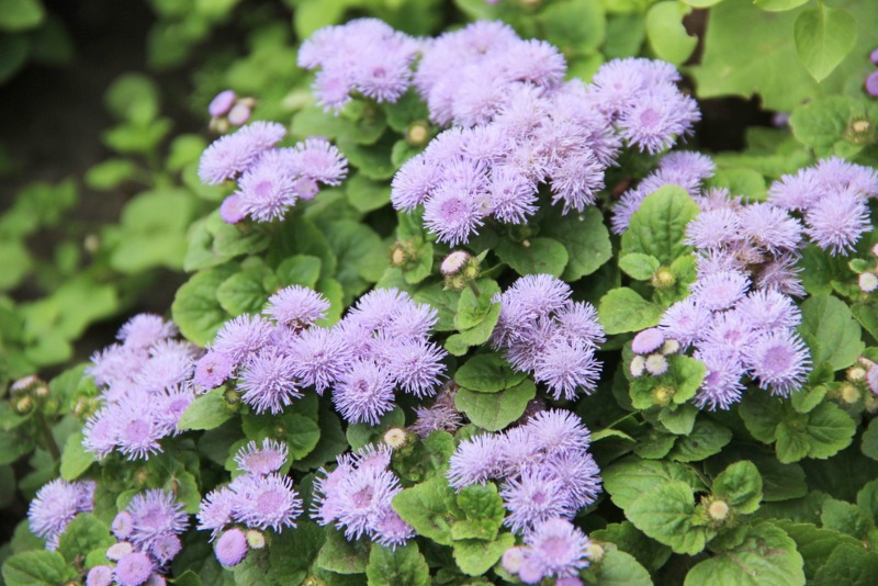 Ageratum Houstonianum