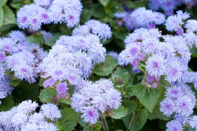 Ageratum