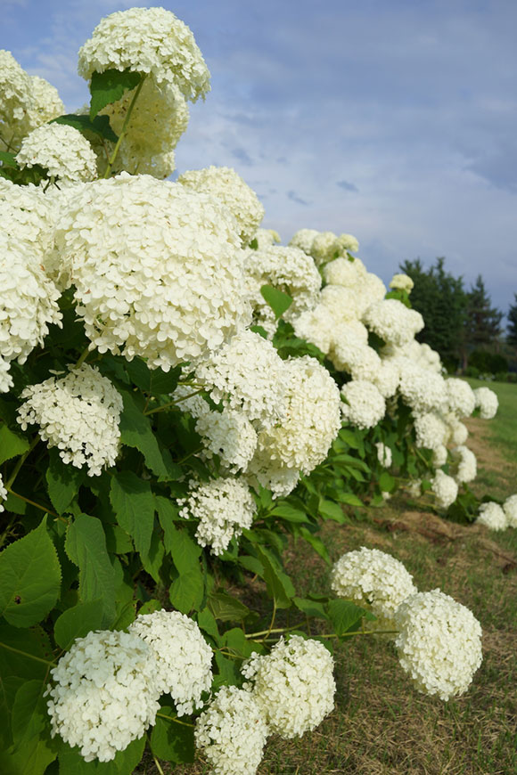 Annabelle Hydrangea