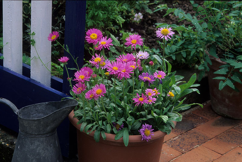 Aster In Container