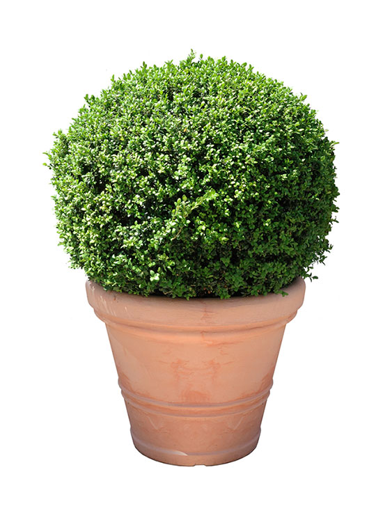 Boxwood