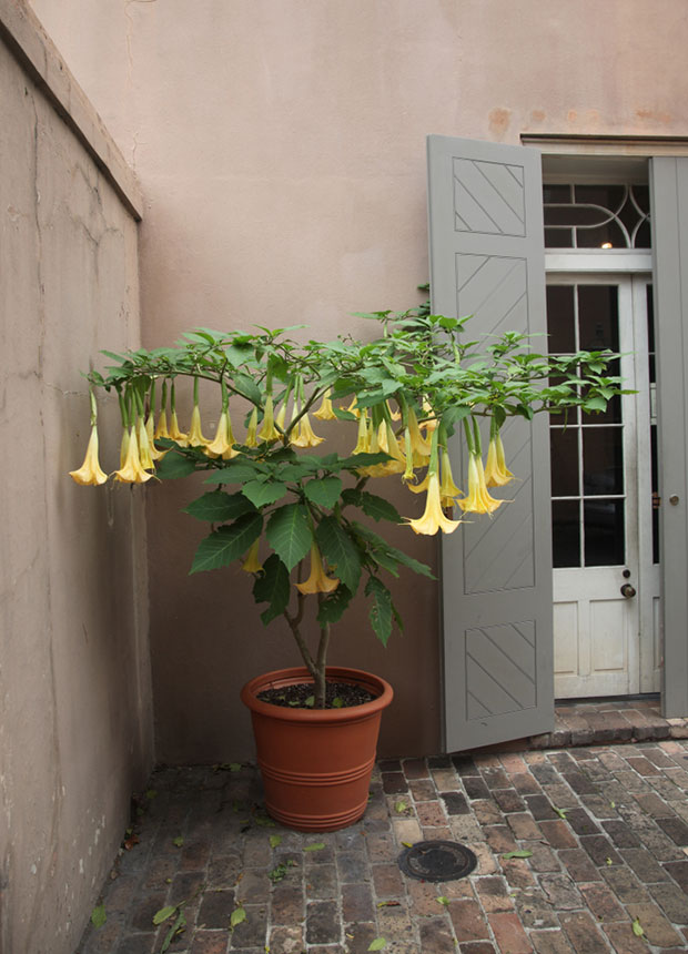 Brugmansia