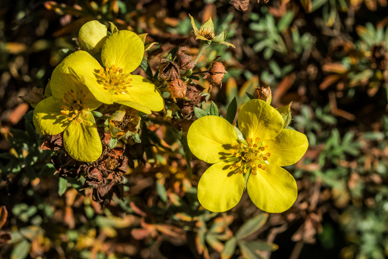 Bush Cinquefoil