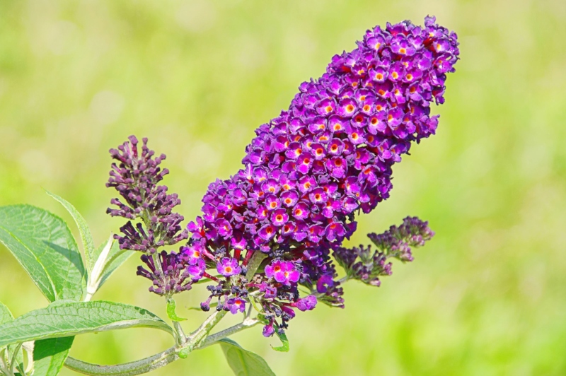 Butterfly Bush