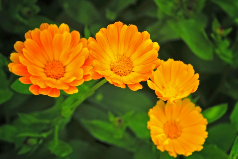 Calendulas