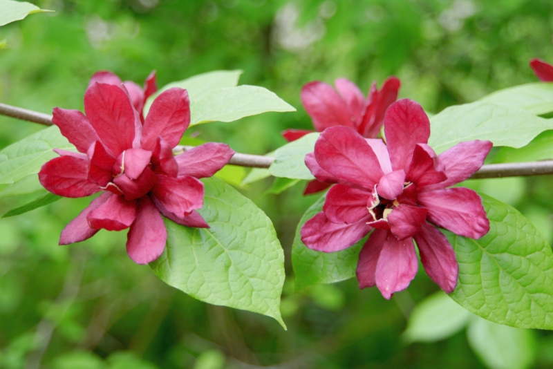 Carolina Allspice