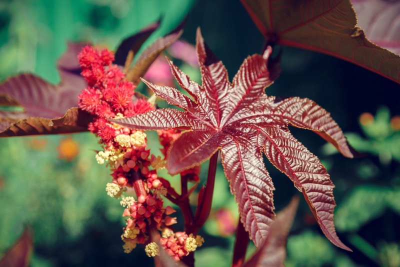 Castor Bean