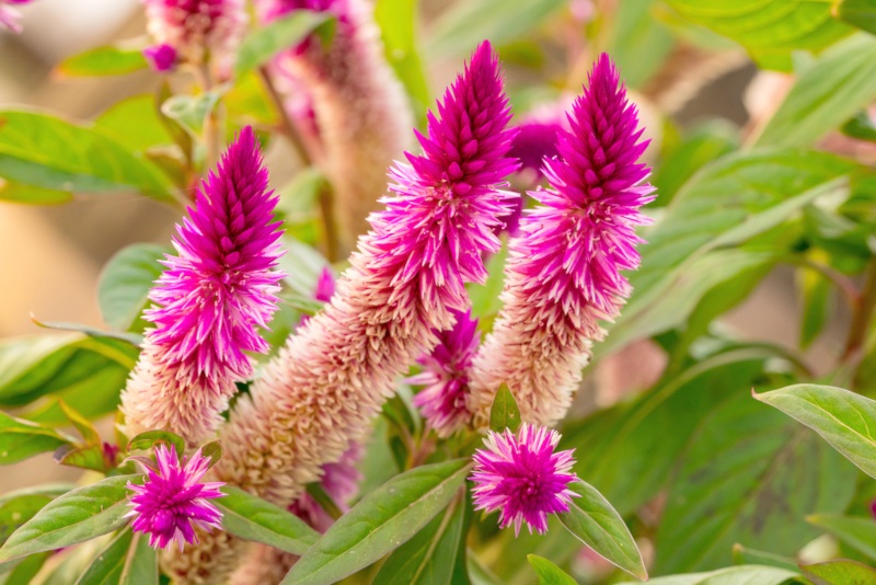 Celosia Spicata