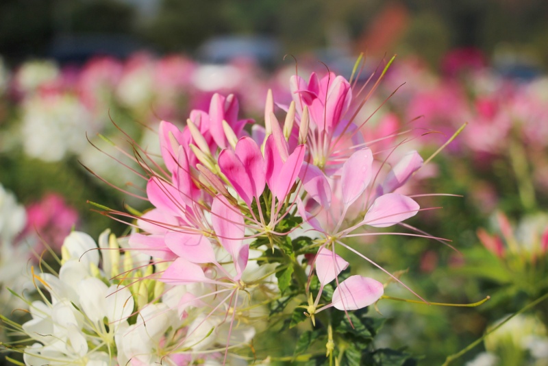 Cleome