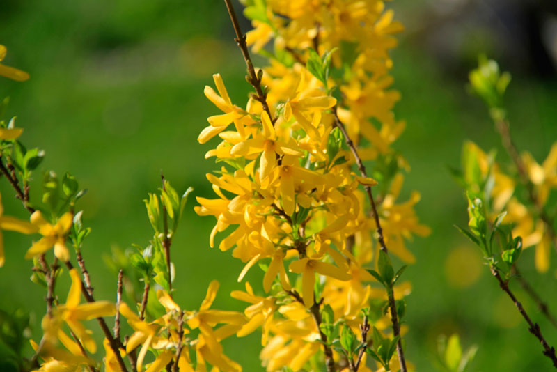 Forsythia