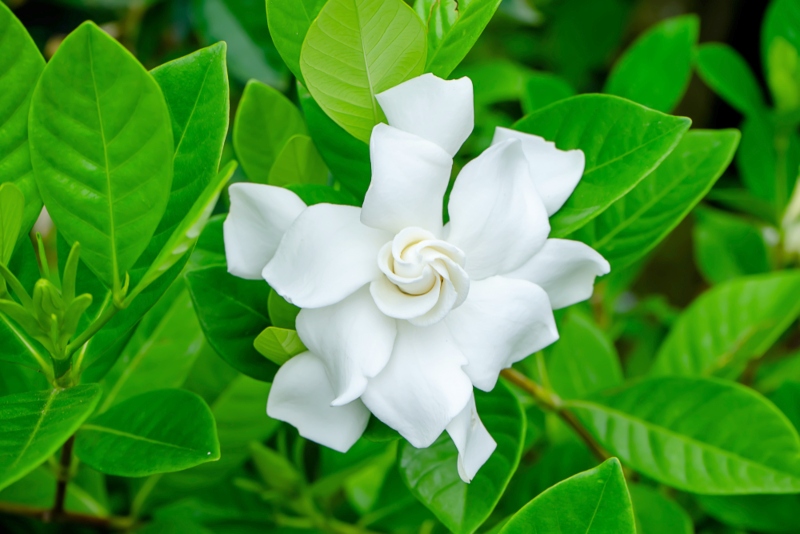 Gardenia