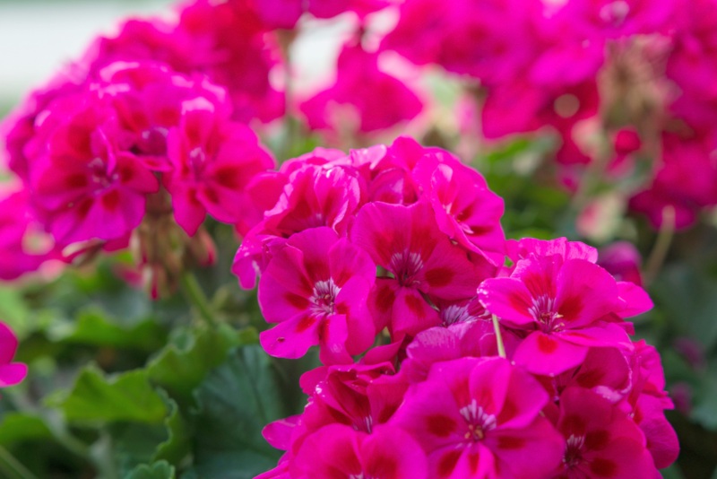 Geraniums