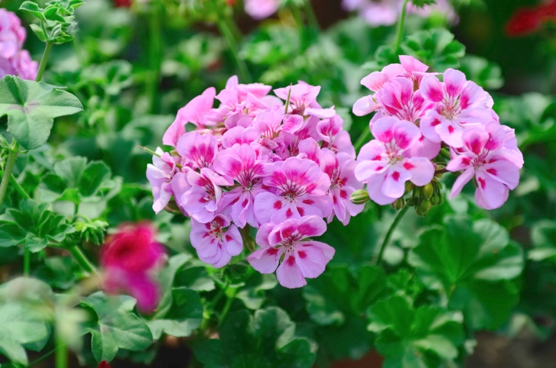 Geraniums