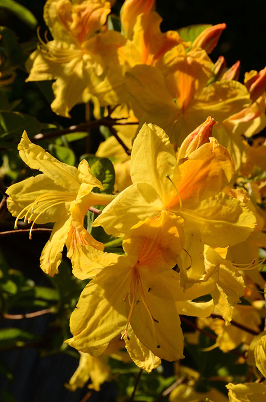 Golden Oriole Azalea