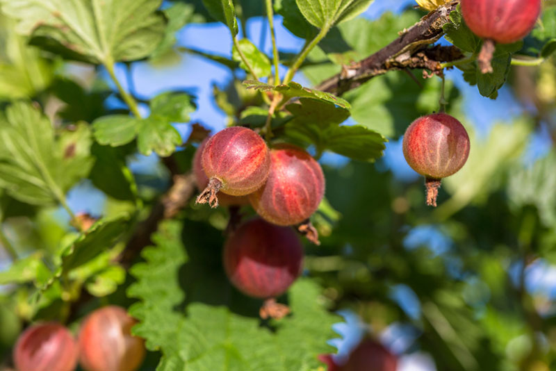 Gooseberry