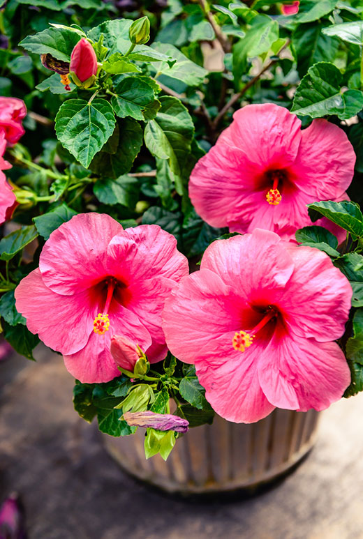 Hibiscus tree