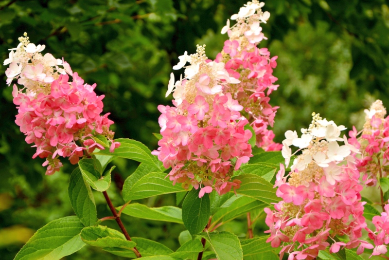 Hydrangea Paniculata