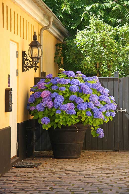 Hydrangea