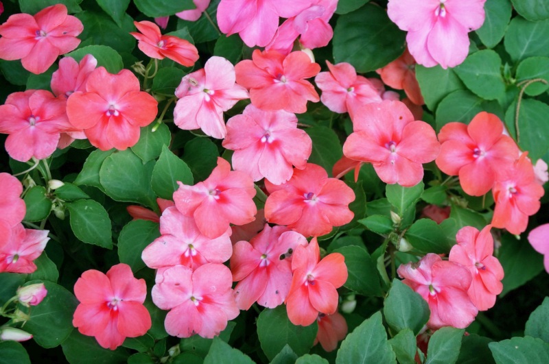 Impatiens