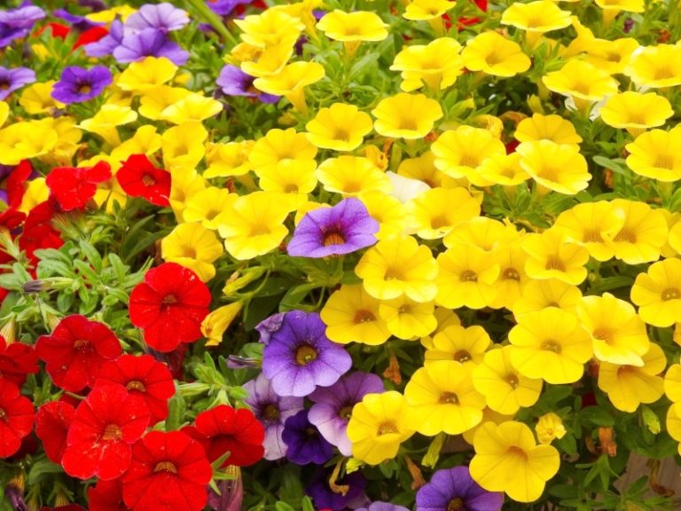23 Tips for Growing Impatiens in Containers Garden Lovers Club