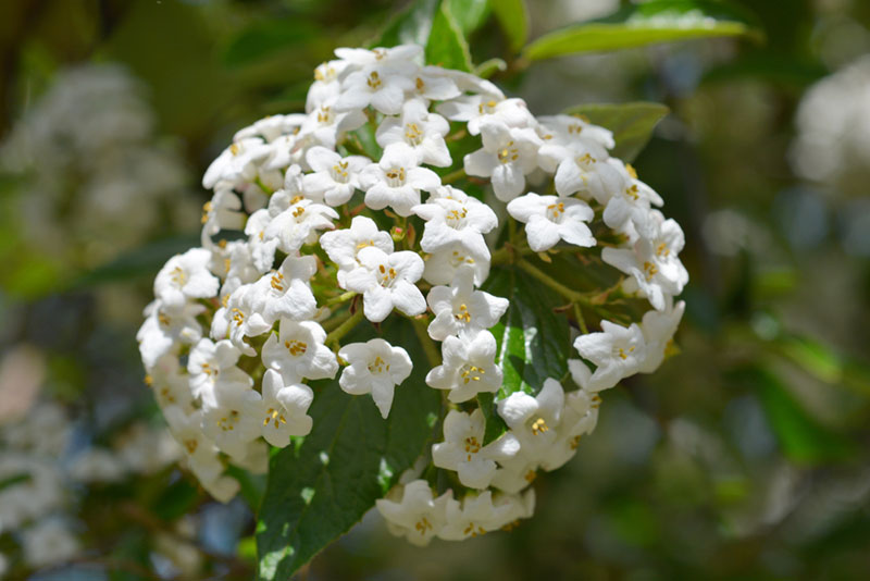 Korean-Spice-Viburnum