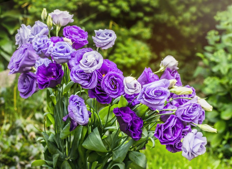 Lisianthus