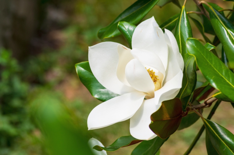 Little Gem Magnolia