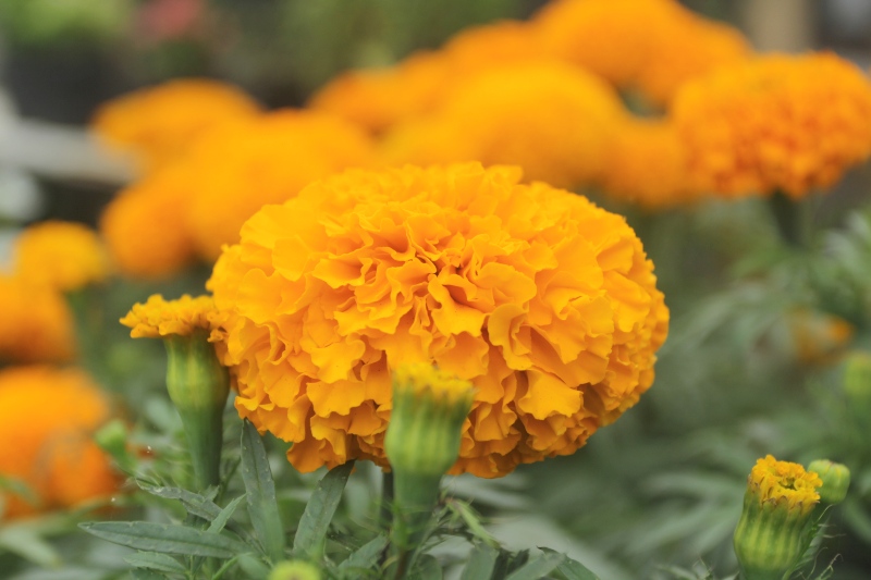 Marigolds 