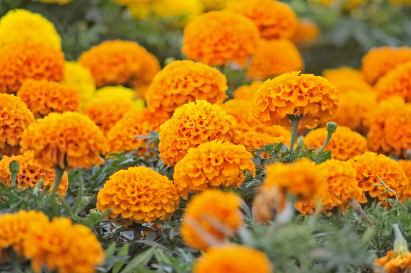 Marigolds