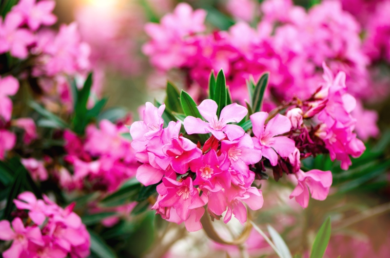 Oleander