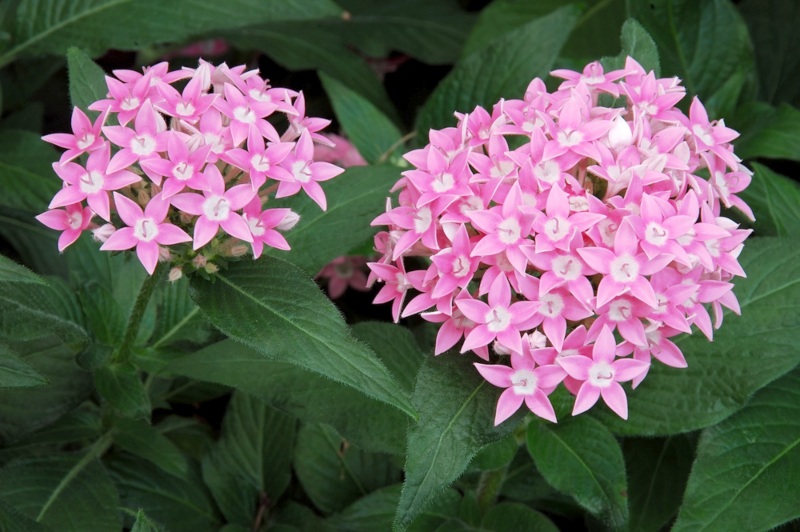 Pentas