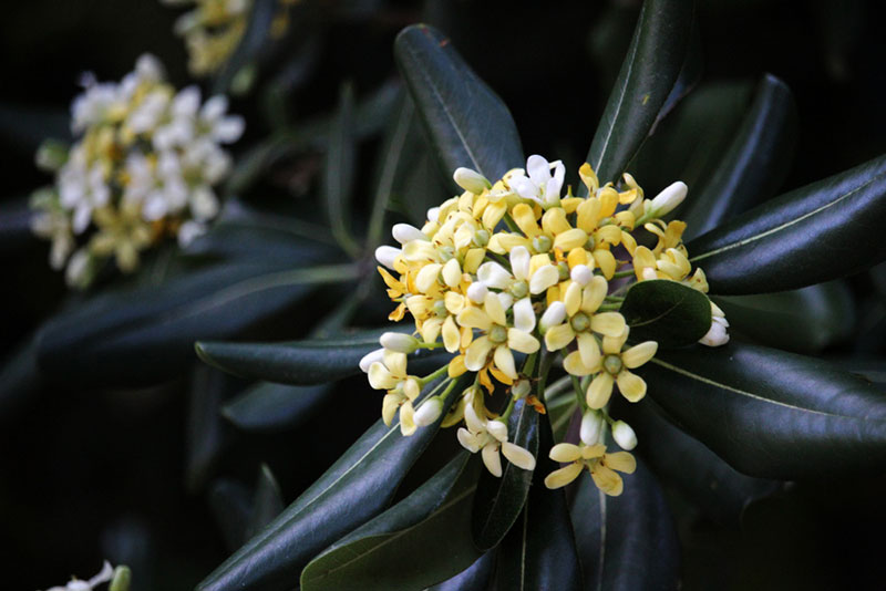 Pittosporum