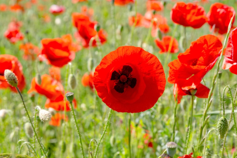 Poppy Flowers