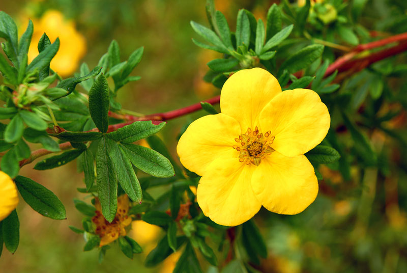 Potentilla