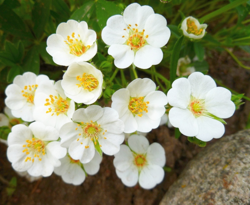 Potentilla