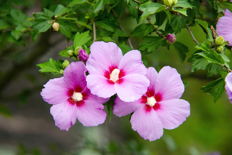 Rose of Sharon