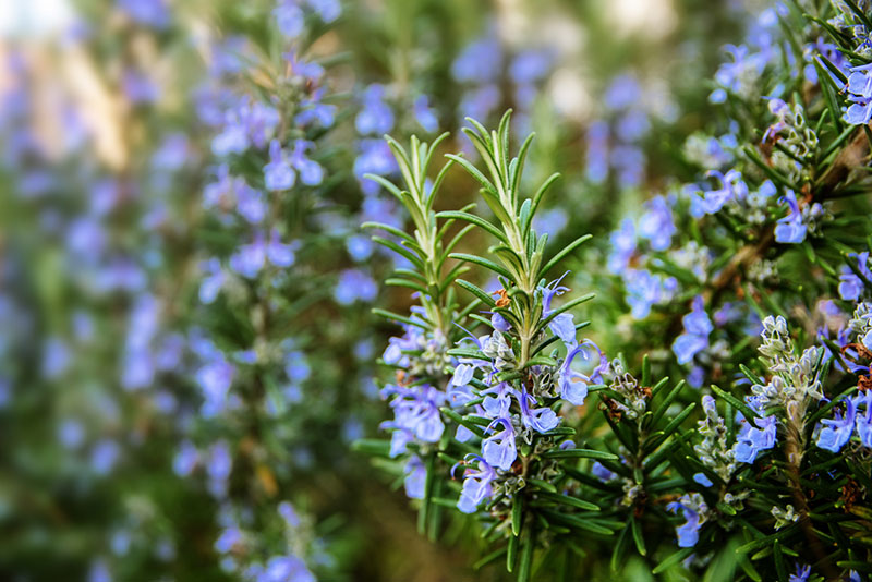 Rosemary