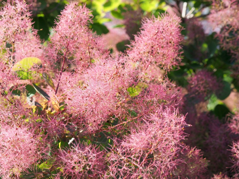 Smoke Bush