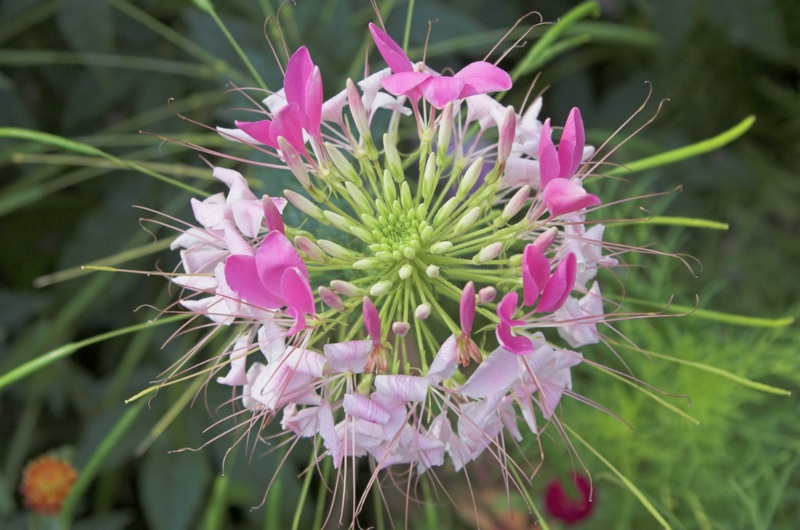 Spider Flowers